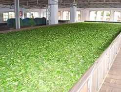 �g�����ł���܂�