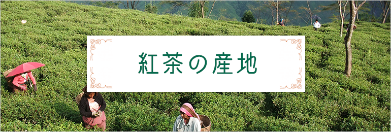 �g���̎Y�n